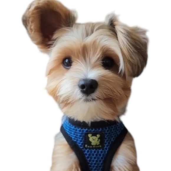EcoBark Step in Dog Harness Reflective Soft Ultra Padded Mesh Dog Harnesses, S - Picture 3 of 10